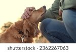 Small photo of Owner holds paw and feeds red cocker spaniel dog sitting in evening park man owner teaches cocker spaniel dog trick in spring park man feeds friendly dog in sunset field on country weekend closeup