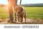 Small photo of Happy young cocker spaniel dog walks with owner at back sunset light owner walks active spaniel dog in country park man owner with playful spaniel dog enjoys vacation in green evening park closeup