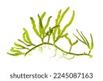 Small photo of green antler shaped seaweed (Cauleroa serrulata) isolated on white.