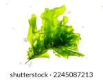 Green algae ulva lactuca with...