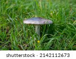 A Lone Porcini Mushroom In Tall ...