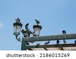 Many Pigeons Are Sitting On A...
