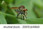 Small photo of The Asilidae are the robber fly family, also called assassin flies. The name "robber flies" reflects their notoriously aggressive predatory habits; they feed mainly or exclusively on other insects