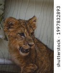 Small photo of portrait of beautiful rapacious lion pup