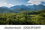 Small photo of The exuberant Atlantic Forest within the protected area of the Guapiacu Ecological Reserve, in the metropolitan region of Rio de Janeiro.