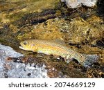 Small photo of Natural Wild Young Cutthroat Trout Caught Tenkara Flyfishing in Alpine Mountain Creek