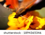 Small photo of Defocus slowpoke butterfly peacock collecting pollen on a bright yellow flower side view. Macro. Extreme close-up photography. Face butterfly with antenna. Out of focus.