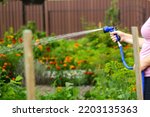 Small photo of Defocus watering the vegetable garden. Woman is watering sown vegetable seeds in the field. Watering plants in her garden with garden hose. Out of focus.