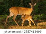Small photo of A doe with a fawn in the forest. Doe with fawn. Beautiful doe with fawn. Cute fawn with doe in forest