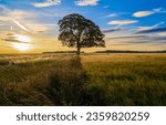 Small photo of A lonely tree in a field at dawn. Countryside field at dawn. Early morning sunrise in rural field. Rural field at dawn