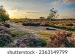 Small photo of The road through the flower plain in the early morning. Road flowers in meadow at dawn. Meadow flowers at dawn. Beautiful sunrise over meadow flowers