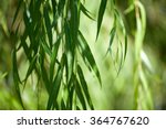 Weeping Willow Background