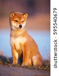 Small photo of Shina inu red puppy outdoor in spring