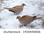  Brown Doves  Streptopelia...