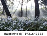 Morning sunlight over white Siberian chrysanthemum flowers and pine trees at Gujeolcho Park near Jeongeup-si, South Korea 

