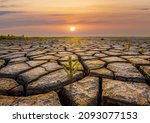 Small photo of Close-up and sunset view of glasswort between cracks of dried reclaimed land at Tando Port in summer near Ansan-si, South Korea