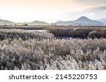 Small photo of Autumnal and afternoon view of white reed flowers on mud flat at low tide and tidal channel at Suncheon Bay near Suncheon-si, South Korea