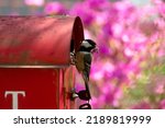 Small photo of Yongin-si, Gyeonggi-do, South Korea - May 3, 2022: A great tit mother is sitting on the entrance of an unused red mailbox biting a caterpillar with the background of pink flowers