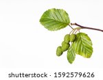 Small photo of Red Alder branch with leaves and fruits on white.