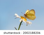 A Western Sulfur Butterfly Is...