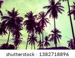 Beautiful Coconut Palm Tree...