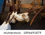 Roe Deer Skulls With Antlers On ...