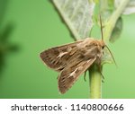 Antler moth, Cerapteryx graminis on plant