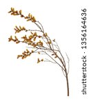 Small photo of Blooming sweetgale, Myrica gale with catkins isolated on white background