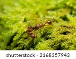 Red ant  myrmica carrying ant...