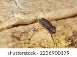 Small photo of Death-watch beetle beetle, Ptilinus fuscus on aspen wood