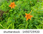 Two Orange Day Lilies Flowers...