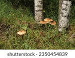 Small photo of inedible mushrooms among the grass next to the birch
