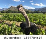 Small photo of Stellenbosch, Western Cape / South Africa - 11.27.2017: Ozzie The Ostrich Eating Weeds