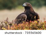Golden eagle looking around. A majestic golden eagle takes in its surroundings from its spot amongst moorland vegetation.