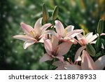 Delicate Pink Lilies Blooming...
