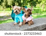 Two cute dogs, Yorkshire terrier breed, one of them dressed in a dragon costume with horns and wings, the second in a pink dress, in an open space, against a blurred background of natural greenery.