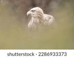Small photo of Adult White-tailed eagle i. Portrait green background. Scientific name: Haliaeetus albicilla, also known as the ern, erne, gray eagle, Eurasian sea eagle and white-tailed sea-eagle.