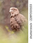 Small photo of Adult White-tailed eagle i. Portrait green background. Scientific name: Haliaeetus albicilla, also known as the ern, erne, gray eagle, Eurasian sea eagle and white-tailed sea-eagle.