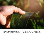 Small photo of Asian female farmer inspects corn leaves in a field for insect pests. Many pests and diseases are detrimental to corn. close up