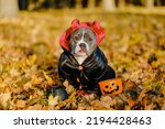 Small photo of American Bully dog dressed in a costume for the celebration of Halloween. A dog in a devil costume. Preparing the dog for Halloween.