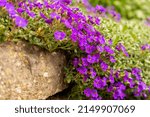 Small photo of Closeup on vibrant coloured flowers in purple, Aubrieta Cascade Blue, flowering plants called Rock Cress growing in the garden in spring, ground cover cascading plant.