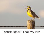 Small photo of Western Meadowlark singing on a post