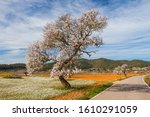 Panoramic view of almond blossoms in orchard in the beginning of the spring in Ibiza, Spain