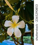 white thai plumeria hanging from the trees, in the style of nikon d850, pretty