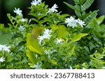 Small photo of white jasmine flowers growing around some green leaves, in the style of light green and dark bronze, emotive fields of color, whistlerian, blink-and-you-miss-it detail, softly luminous, provia, cartel