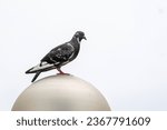a pigeon sits on top of a metal ball, in the style of cross processing, dotted, 8k resolution, marble, nikon d850, tondo, dignified poses