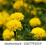 yellow carnation flowers in the garden, in the style of nikon d850, tonal palette, 32k uhd, shallow depth of field, chen zhen, basil gogos, john lurie