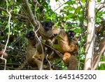 Lemur monkey, common in Madagascar image - Free stock photo - Public ...