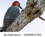 Red Bellied Woodpecker Eating...