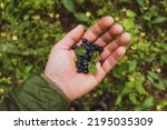 Wild berries in a man's hand